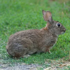 Brush Rabbit thumbnail 1