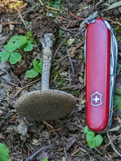 Fragile Amanita thumbnail 3