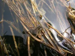 Pardosa metlakatla thumbnail 2