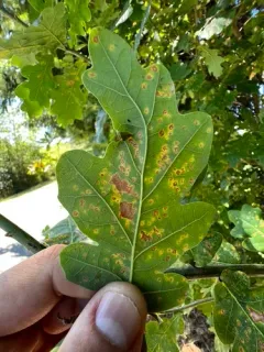 Phylloxera glabra thumbnail 3
