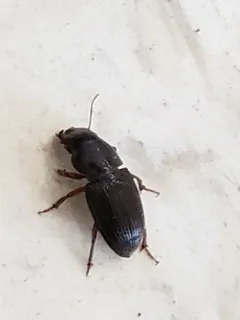 Dubious Harp Ground Beetle thumbnail 2