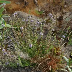 Pennyroyal thumbnail 1