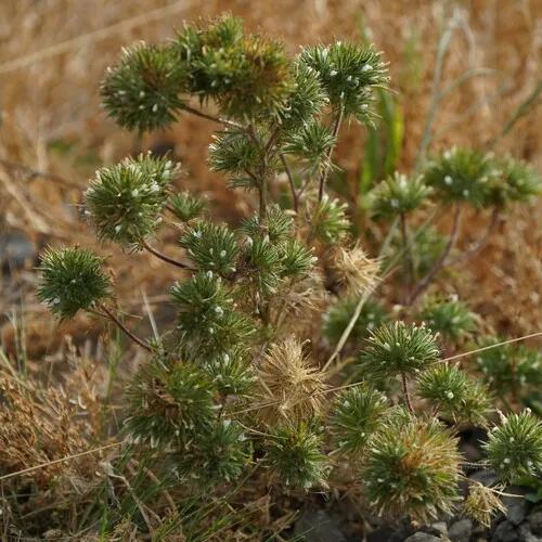 Skunkweed