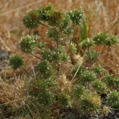 Skunkweed thumbnail 1