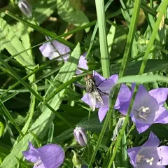 western harebell thumbnail 4