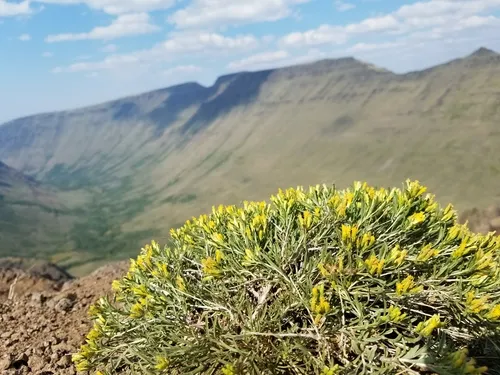 Truckee Rabbitbrush