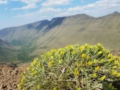 Truckee Rabbitbrush thumbnail 1