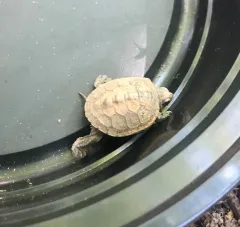 Diamondback Terrapin thumbnail 4