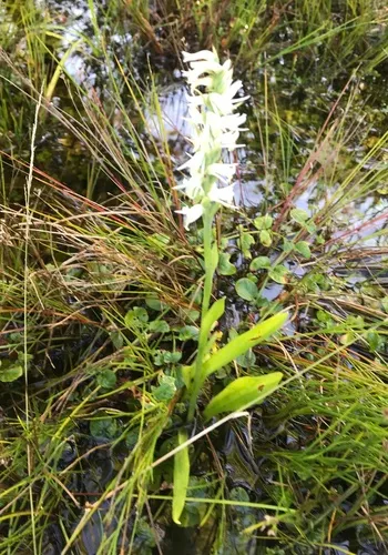 Marsh Ladies' Tresses