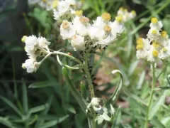 Pearly Everlasting Aphid thumbnail 2