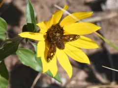 Poecilanthrax alcyon thumbnail 3
