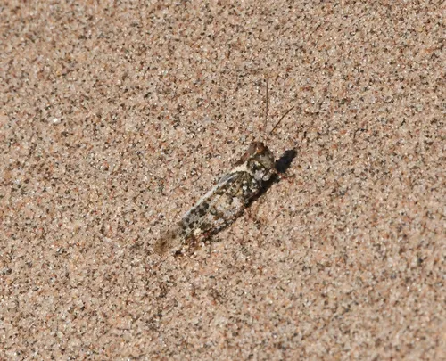 Mottled Sand Grasshopper