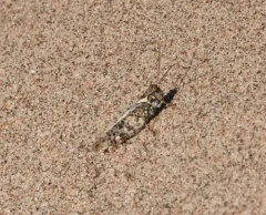 Mottled Sand Grasshopper thumbnail 1