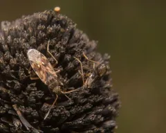 Diffused Seed Bug thumbnail 4