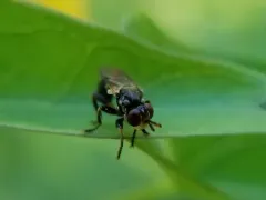Dalmannia vitiosa thumbnail 3