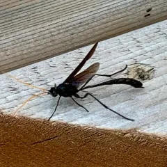 Heteropelma datanae thumbnail 3