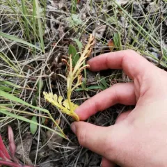 spathulate moonwort thumbnail 4