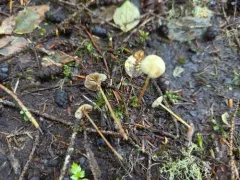 sphagnum brownie thumbnail 2