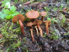 conifer webcap thumbnail 4