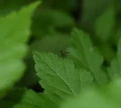 Chrysopilus tomentosus thumbnail 4
