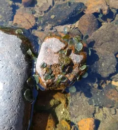 Nostoc parmelioides thumbnail 1