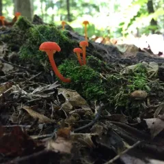 Goblet Waxcap thumbnail 3