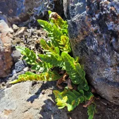 irregular polypody thumbnail 3