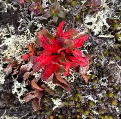 alpine bearberry thumbnail 3