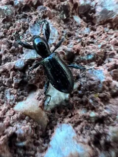 Myrmex myrmex thumbnail 2