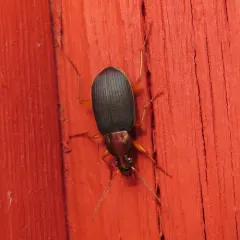 Tricolored Harp Ground Beetle thumbnail 2