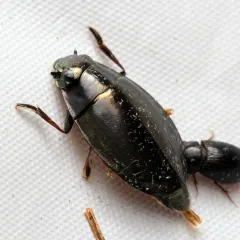 Dineutus nigrior thumbnail 2