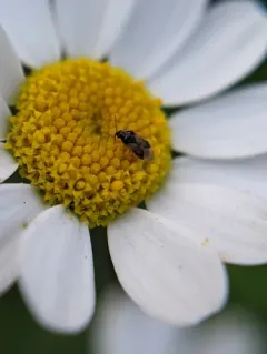 Insidious flower bug thumbnail 3