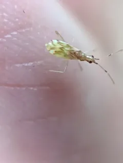 Dicyphus discrepans thumbnail 3