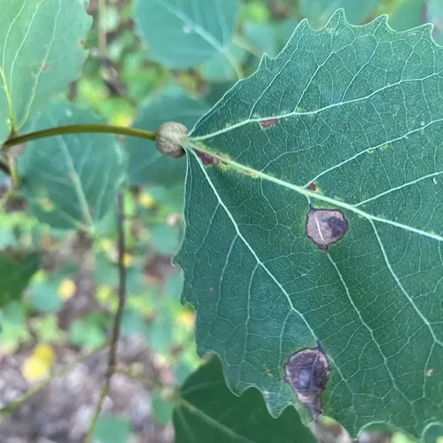 Aspen Petiole Gall Moth