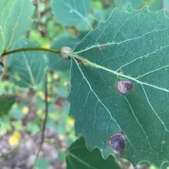 Aspen Petiole Gall Moth thumbnail 1