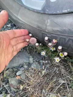 Purple Fleabane thumbnail 4