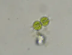 Xanthidium cristatum thumbnail 3
