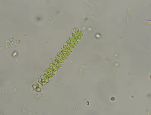 Onychonema filiforme