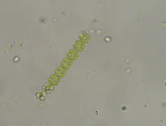 Onychonema filiforme thumbnail 1