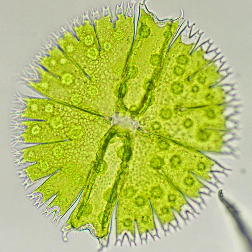 Micrasterias compereana
