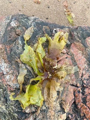 Dilsea socialis