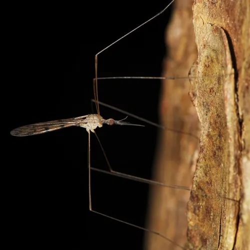 Geranomyia rostrata