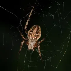 Arabesque Orbweaver thumbnail 3