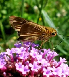 Ocola Skipper thumbnail 3