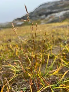 Fisher's Dupontia thumbnail 4