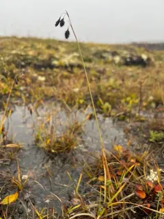Shortleaved Sedge thumbnail 3