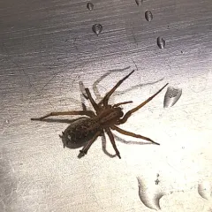 Hobo Spider thumbnail 2