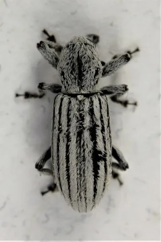 Myrmex lineatus