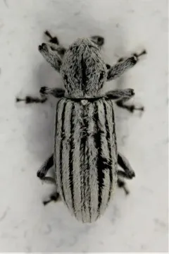 Myrmex lineatus thumbnail 1