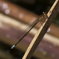 Plains Forktail thumbnail 1